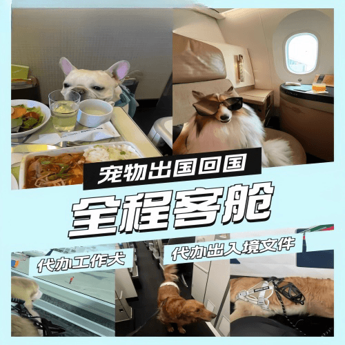 宁河区宠物托运到白俄罗斯宠物入境规定和要求